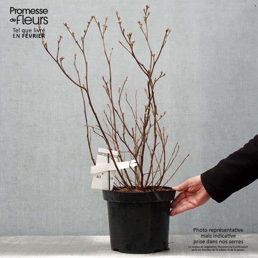 Fothergilla major 7.5L/10L pot sample as delivered in winter