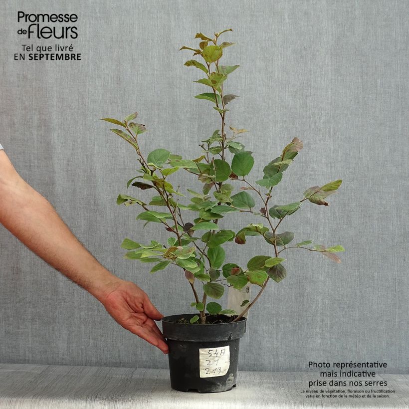 Fothergilla major 3L/4L pot sample as delivered in summer