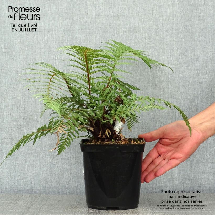 Dicksonia fibrosa - New Zealand Tree Fern 3L/4L pot sample as delivered in summer