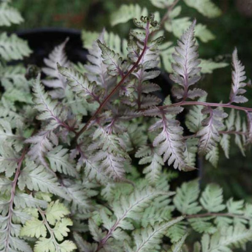 Athyrium niponicum var. pictum - Painted Fern (Foliage)