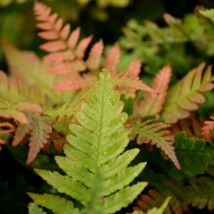Dryopteris erythrosora - Copper Fern (Foliage)