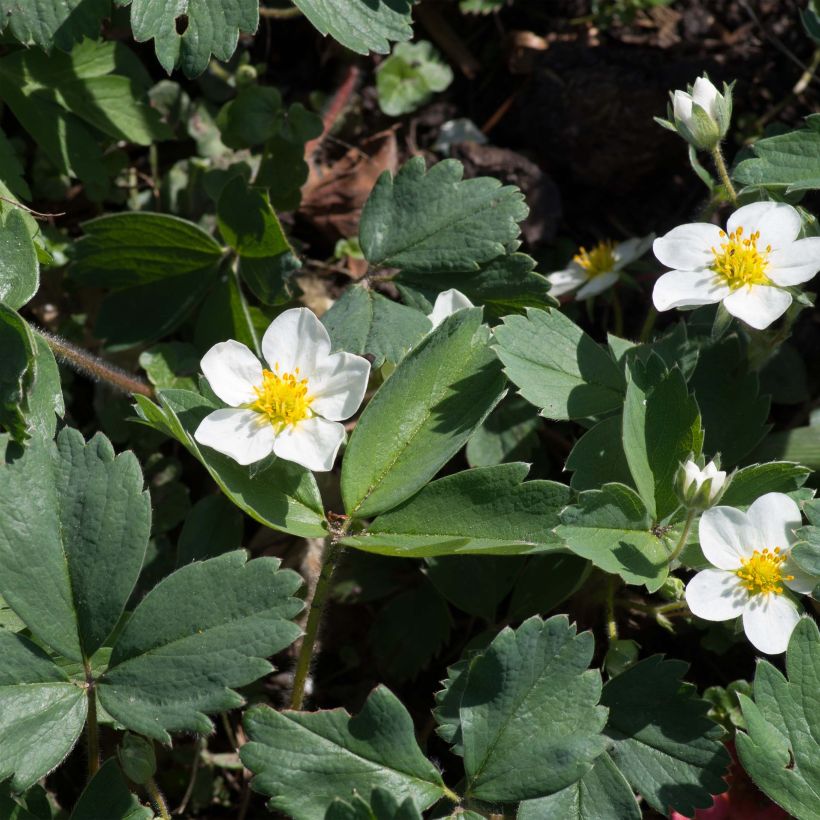 Fragaria chiloensis (Flowering)