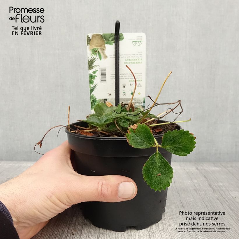 Wild Strawberry Pink Marathon (everbearing) - Fragaria x vesca 1.5L/2L pot sample as delivered in winter
