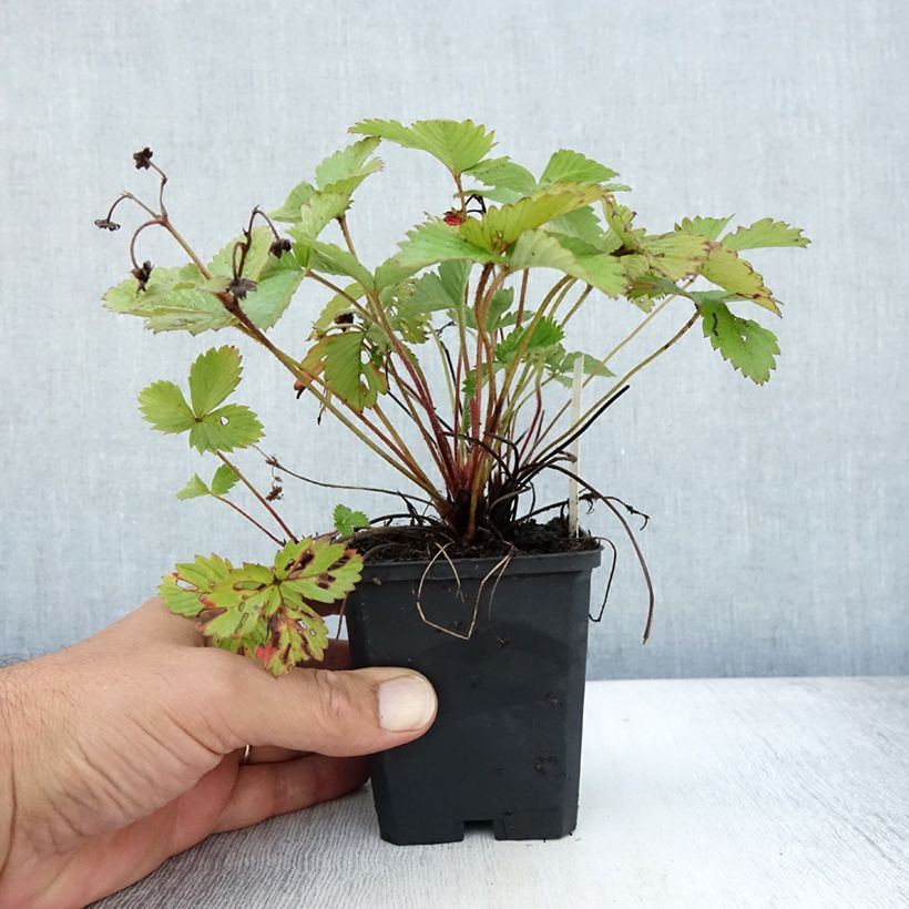Wild strawberry Alexandria - Fragaria vesca 8/9 cm pot sample as delivered in summer
