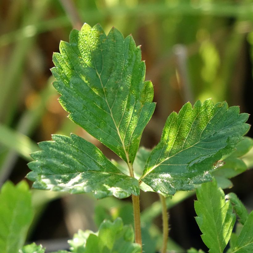 Wild strawberry - Fragaria vesca (Foliage)