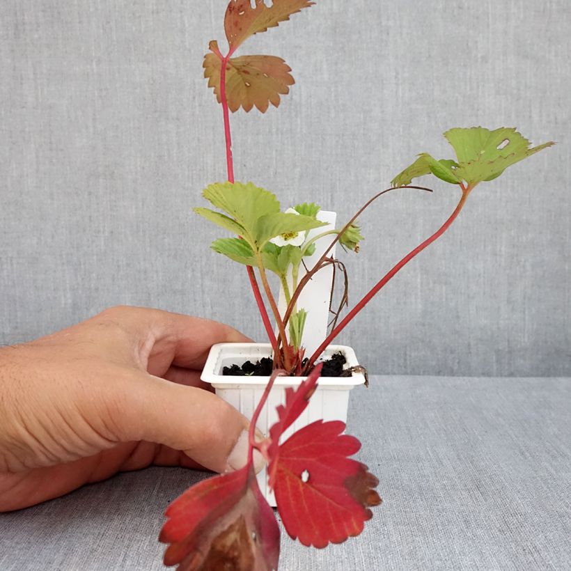 Strawberry Cirano - Fragaria 7/8 cm pot sample as delivered in summer