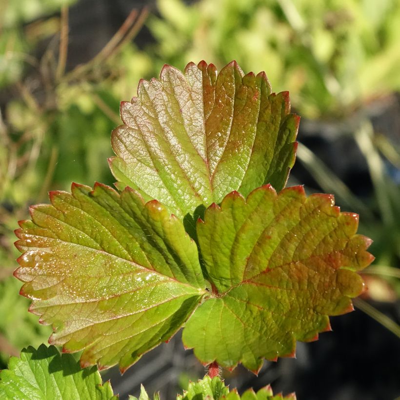 Strawberry Cirano - Fragaria (Foliage)