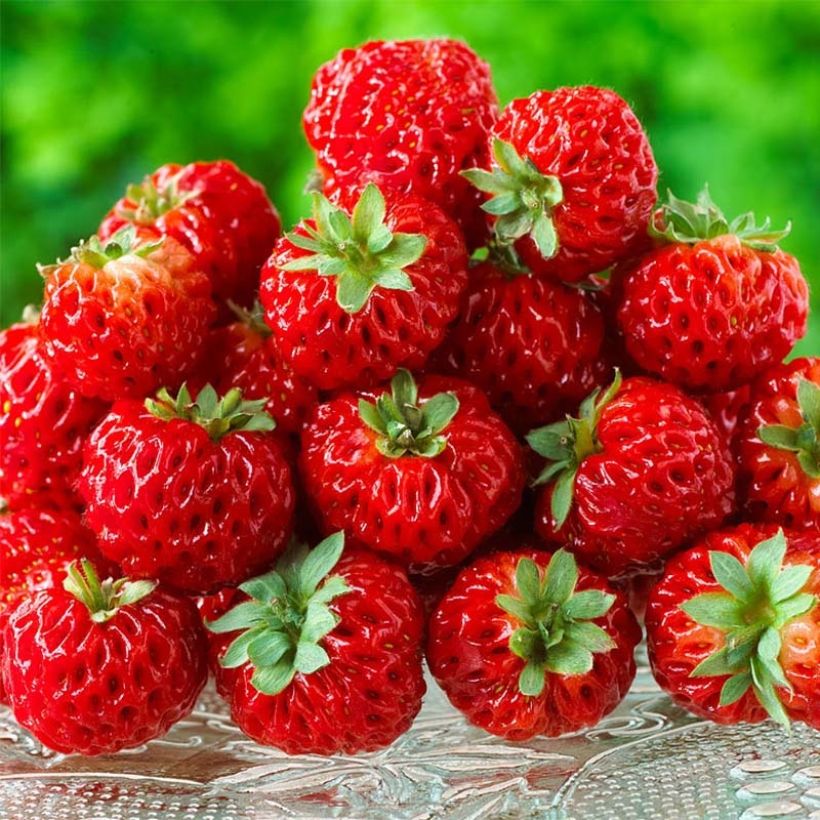 Strawberry Framberry - Fragaria ananassa (Harvest)