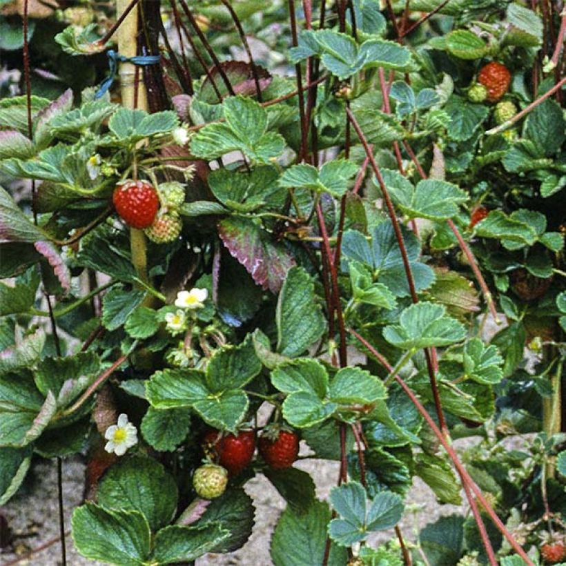 Climbing strawberry Mount Everest plants - Fragaria ananassa (Harvest)