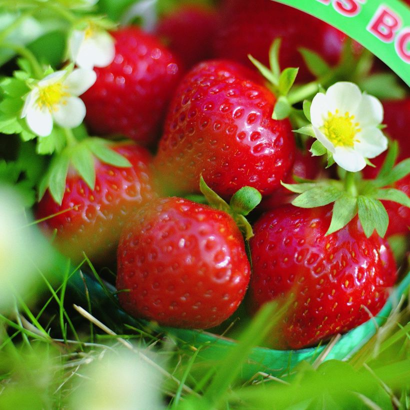 Wild Strawberry Mara des Bois plants (everbearing) - Fragaria vesca (Flowering)