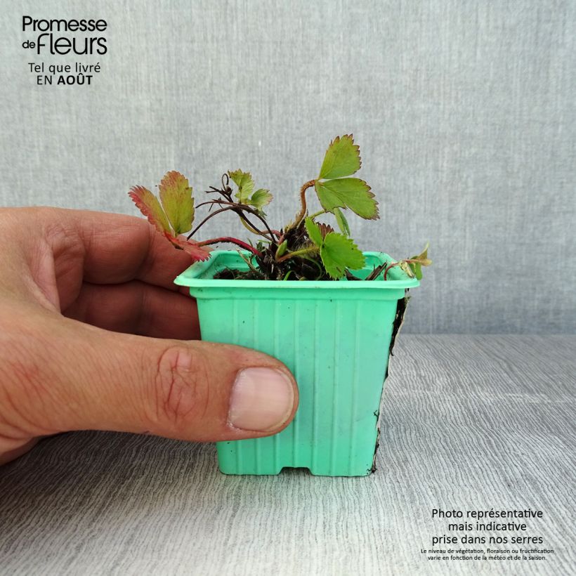 Wild Strawberry Mara des Bois plants (everbearing) 7/8 cm pot sample as delivered in summer