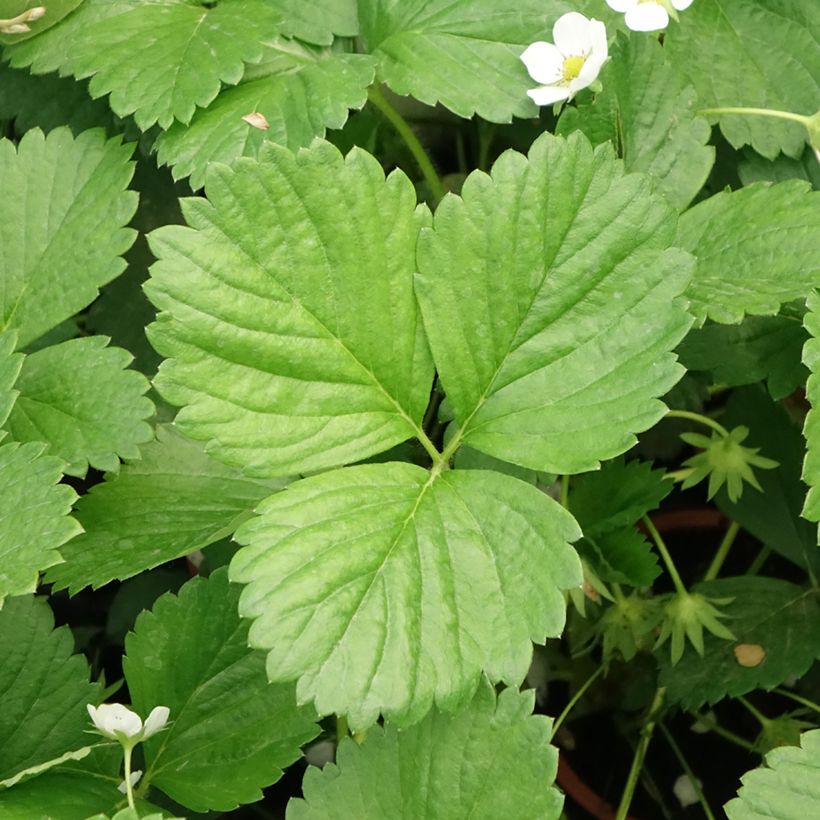 Wild Strawberry Mara des Bois plants (everbearing) (Foliage)