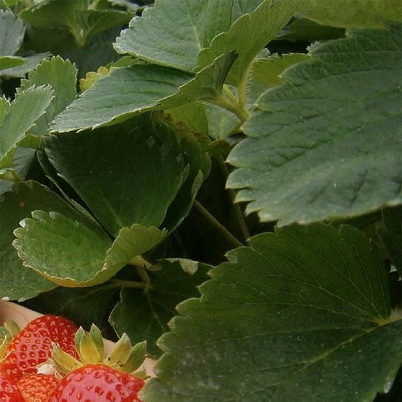 Organic Strawberry Mariguette plants (everbearing) - Fragaria ananassa (Foliage)