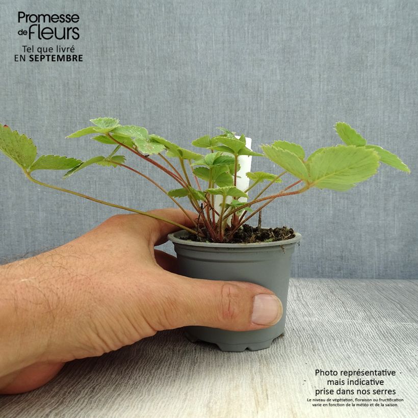 Strawberry Ostara (everbearing) - Fragaria ananassa 7/8 cm pot sample as delivered in autumn