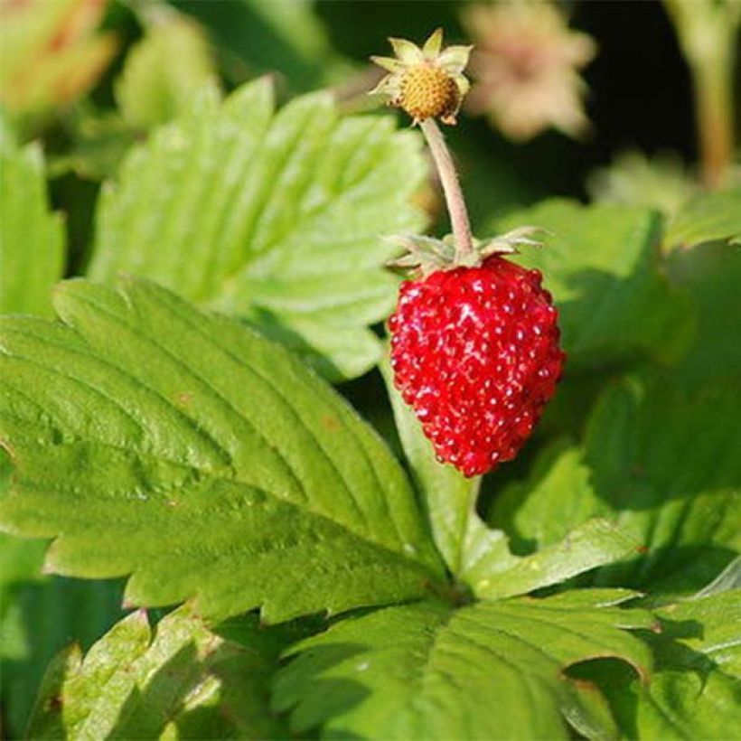 Wild Strawberry Reine des Vallées - Fragaria vesca (Foliage)