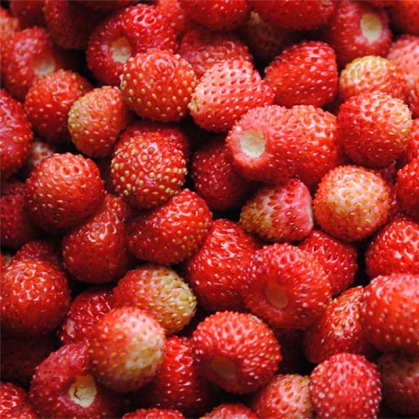 Wild Strawberry Reine des Vallées - Fragaria vesca (Harvest)