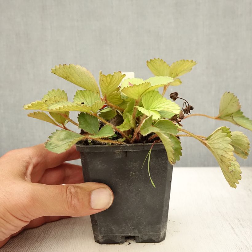 Fragaria Pink Panda 8/9 cm pot sample as delivered in summer