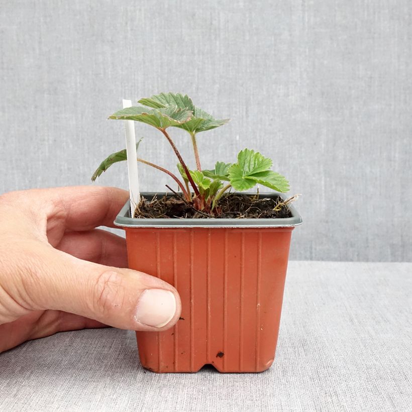 Fragaria Strawberry Ice  8/9 cm pot sample as delivered in spring