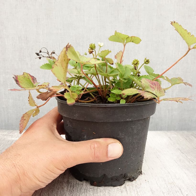 Large-fruited Strawberry Temptation - Fragaria 1.5L/2L pot sample as delivered in summer