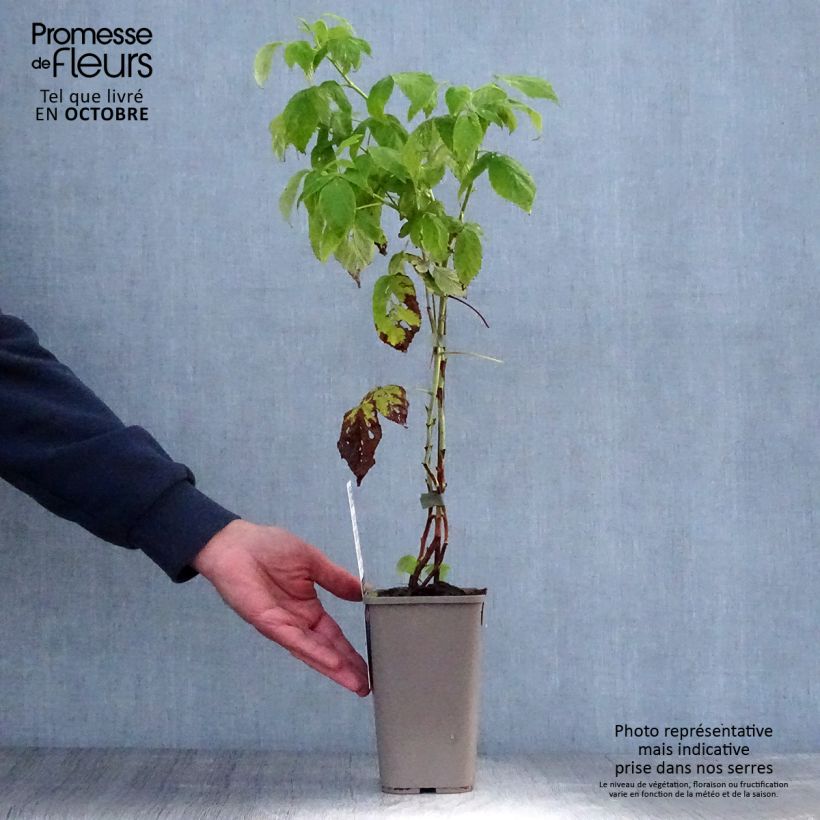 Raspberry Autumn Amber (Everbearing) - Rubus idaeus 1.5L/2L pot, Clump sample as delivered in autumn