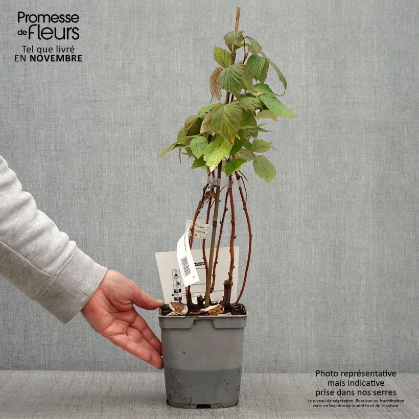 Raspberry Belle de Malicorne - Rubus idaeus 2L/3L pot, Clump sample as delivered in autumn