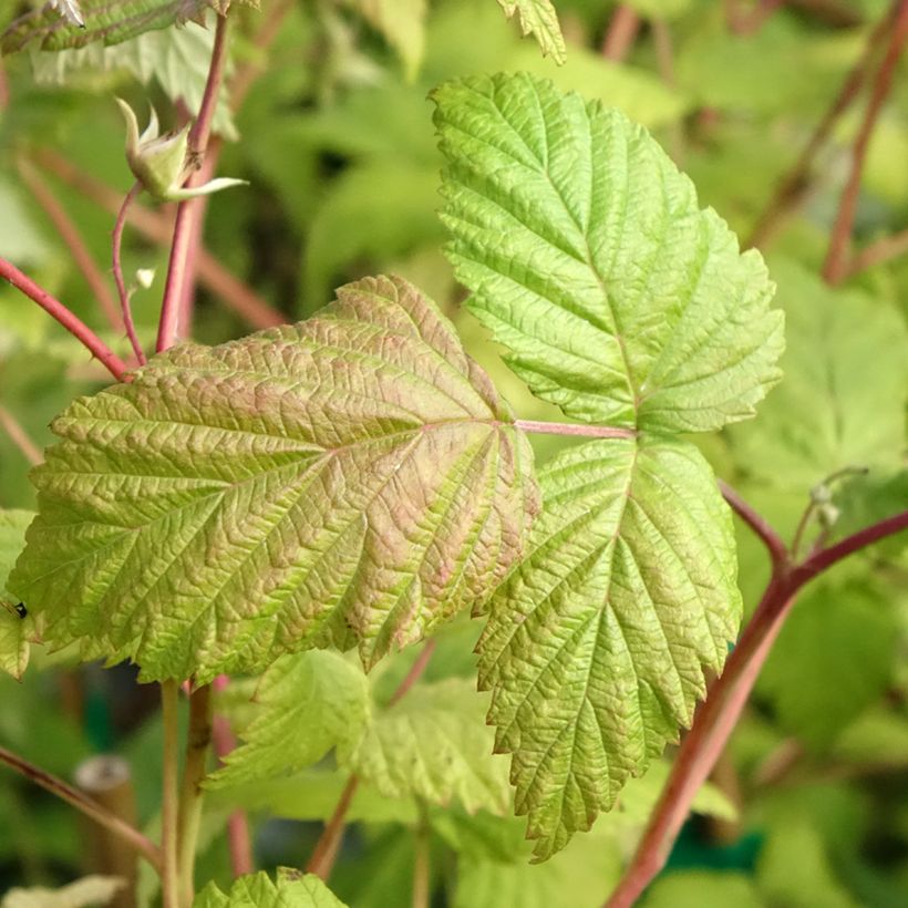 Raspberry Belle de Malicorne - Rubus idaeus (Foliage)