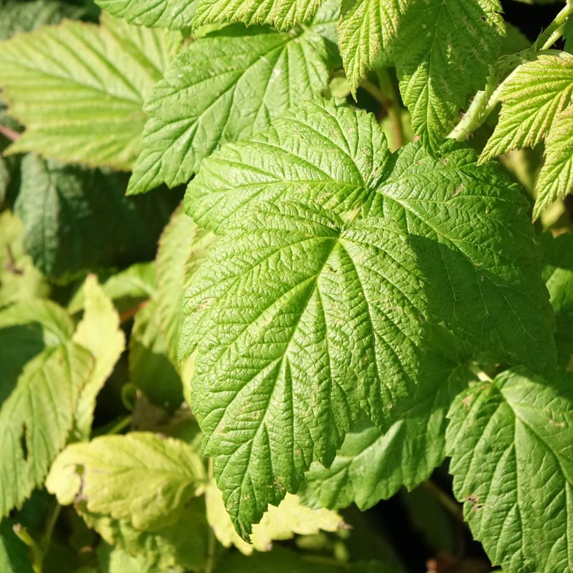 Organic Raspberry Blissy or Autumn Bliss (Everbearing) - Rubus idaeus (Foliage)