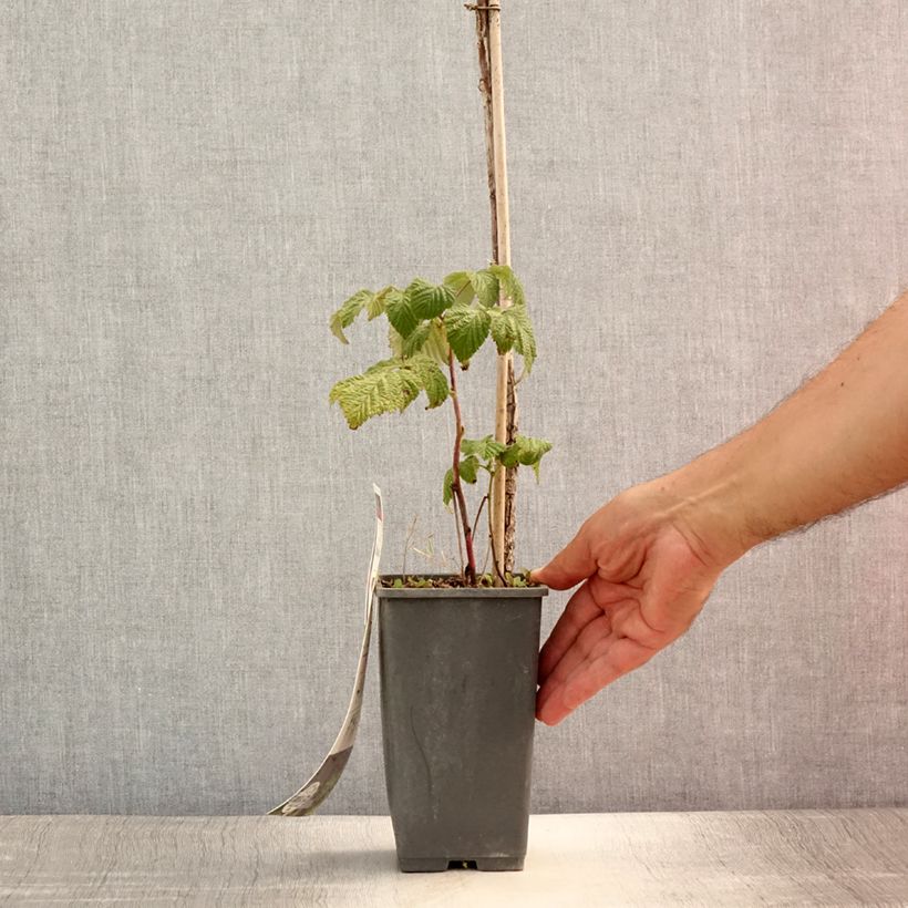 Raspberry Blissy or Autumn Bliss (Everbearing) - Rubus ideaus 1.5L/2L pot, Clump sample as delivered in summer