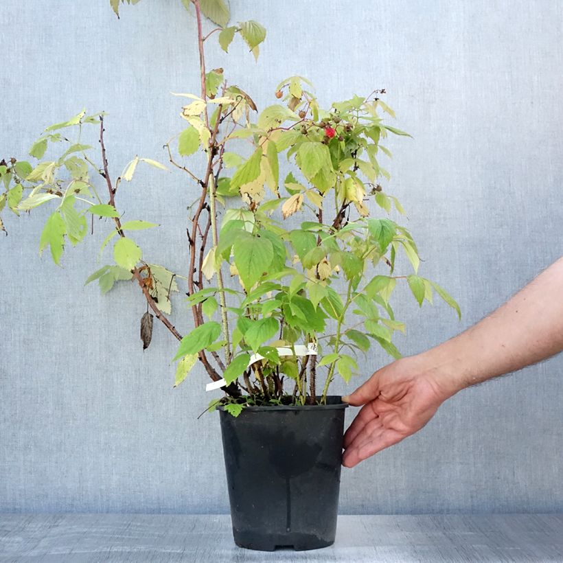 Raspberry Blissy or Autumn Bliss (Everbearing) - Rubus ideaus 3L/4L pot sample as delivered in summer