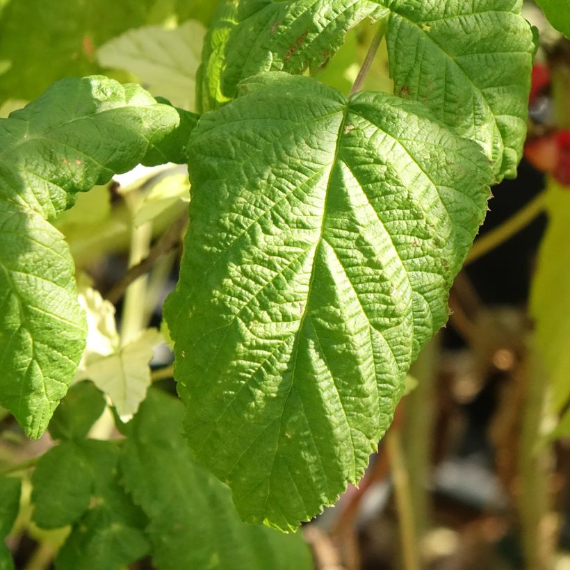 Organic Raspberry Bohemian (Everbearing) - Rubus idaeus (Foliage)