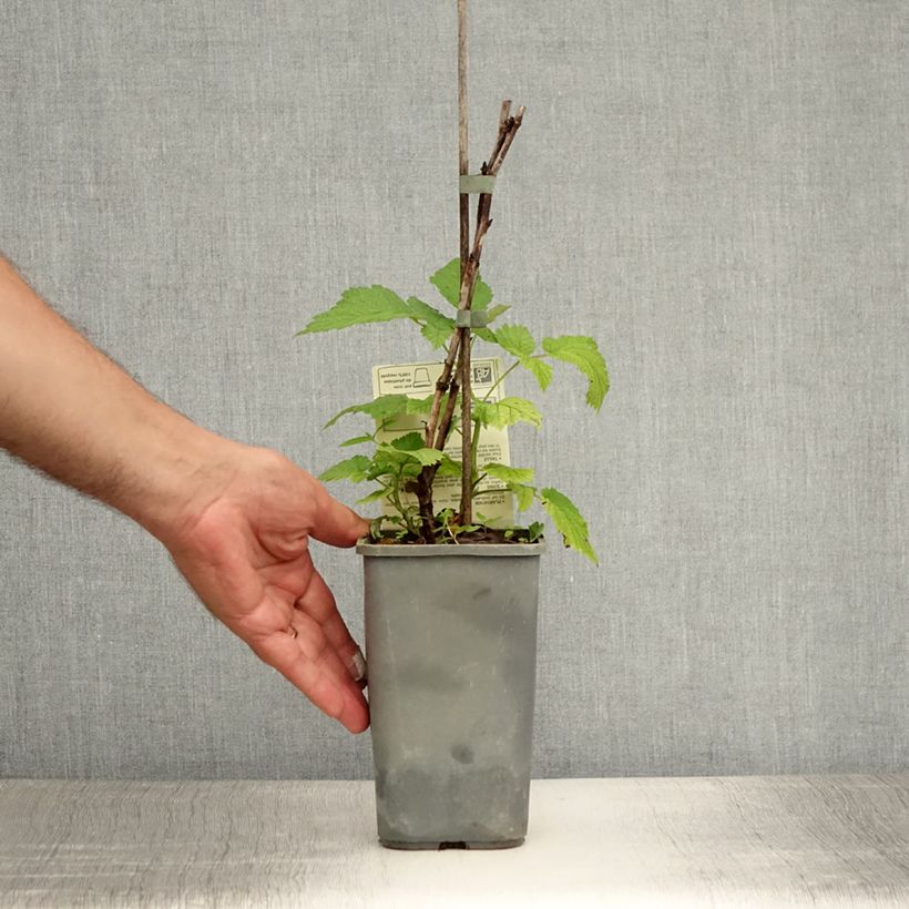 Organic Raspberry Glen Ample Raspberry - Rubus idaeus 1L/1.5L pot, Clump sample as delivered in summer