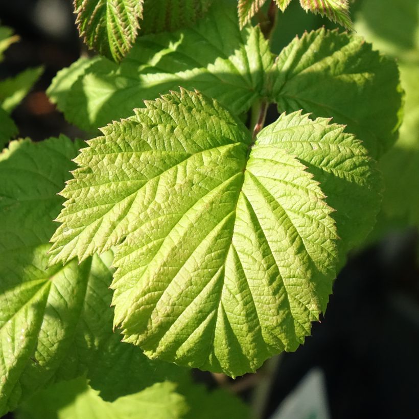 Organic Raspberry Glen Ample Raspberry - Rubus idaeus (Foliage)