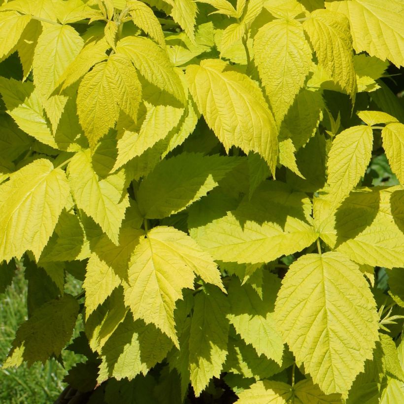 Raspberry Groovy Raspberry - Rubus idaeus (Foliage)