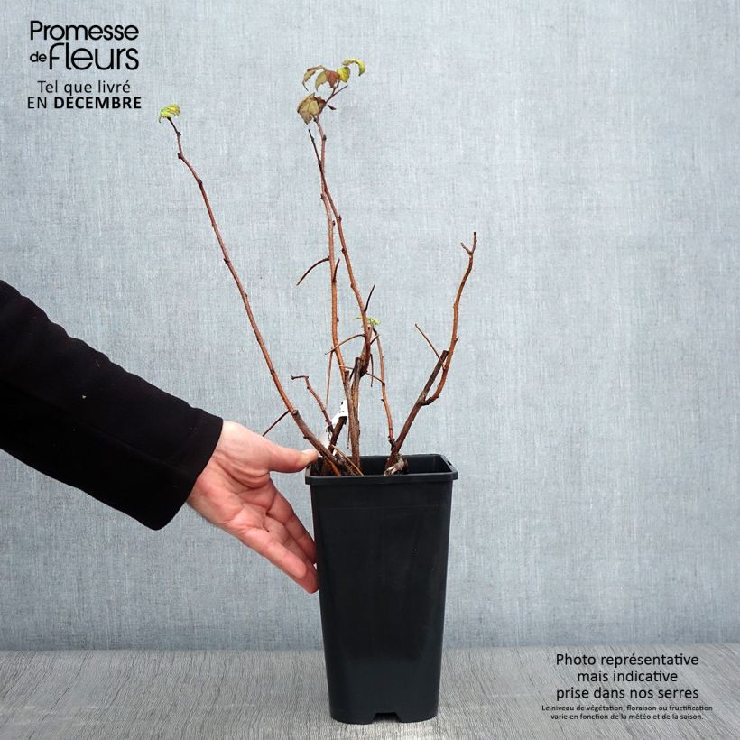 Raspberry Groovy Raspberry - Rubus idaeus 12cm pot, Clump sample as delivered in autumn