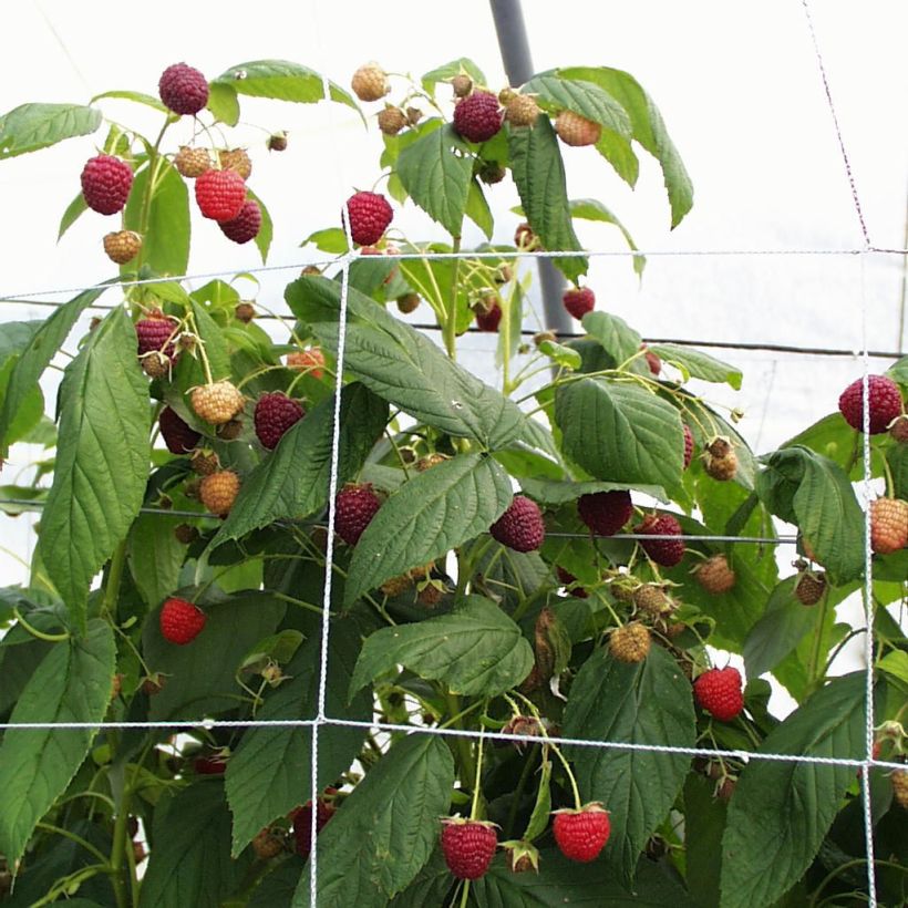 Rubus idaeus Heritage - Raspberry (Harvest)