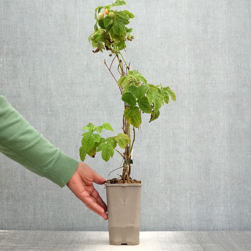 Raspberry Lowberry Little Orangelina- Rubus idaeus 1.5L/2L pot sample as delivered in summer