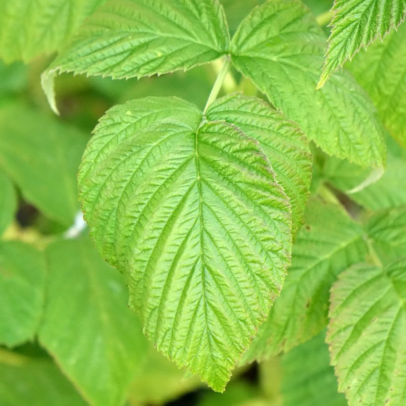 Organic Raspberry Marastar- Rubus idaeus (Foliage)