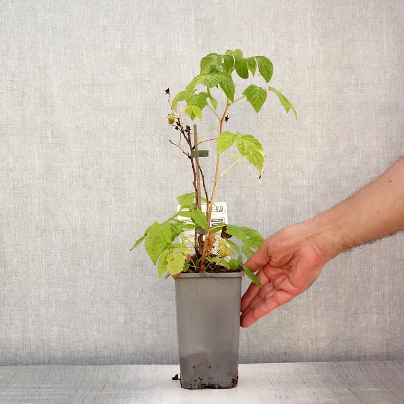 Organic Raspberry Little Sweet Sister- Rubus idaeus 1.5L/2L pot, Clump sample as delivered in summer