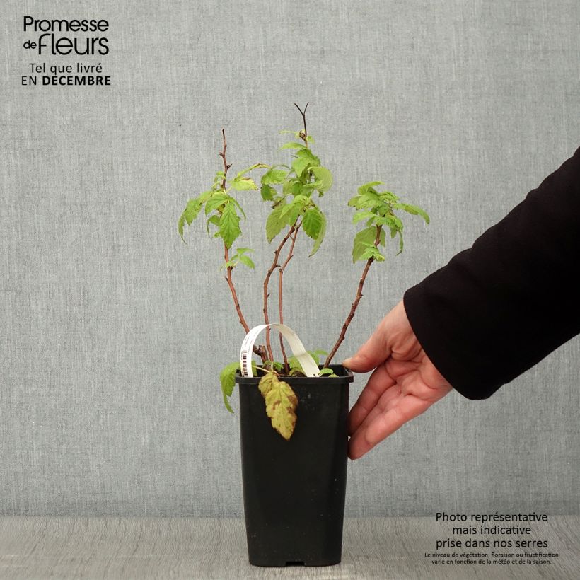 Raspberry Little Sweet Sister- Rubus idaeus 1.5L/2L pot, Clump sample as delivered in autumn