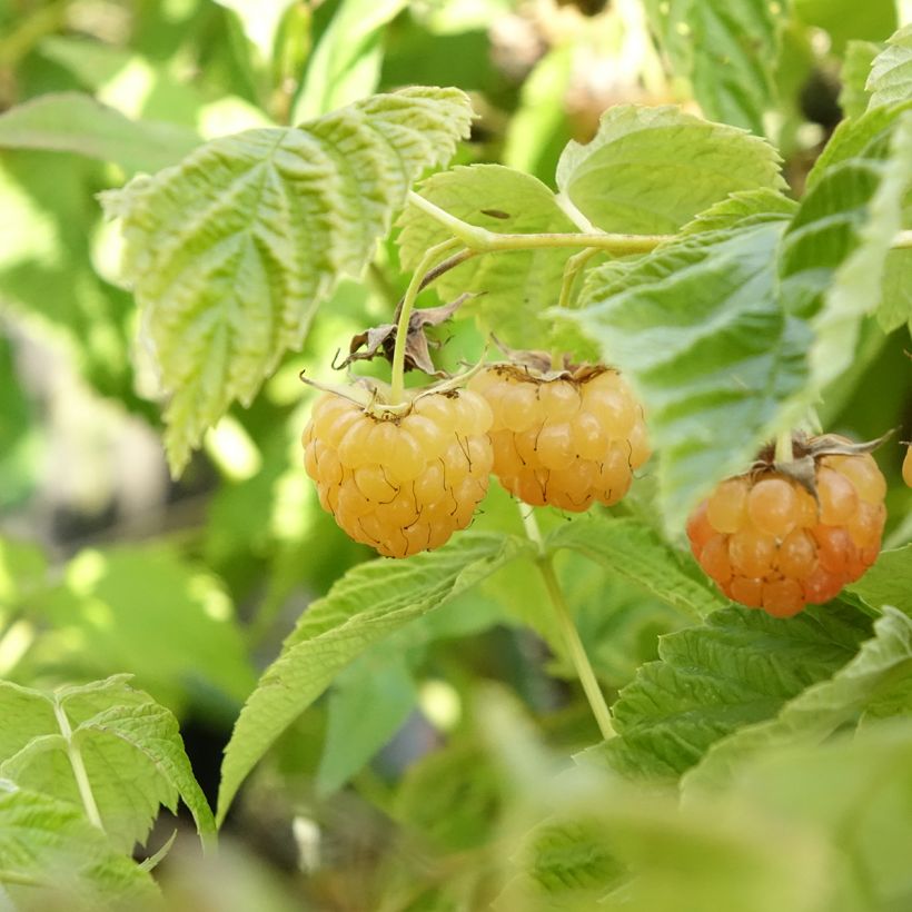 Raspberry Lowberry Little Orangelina- Rubus idaeus (Harvest)