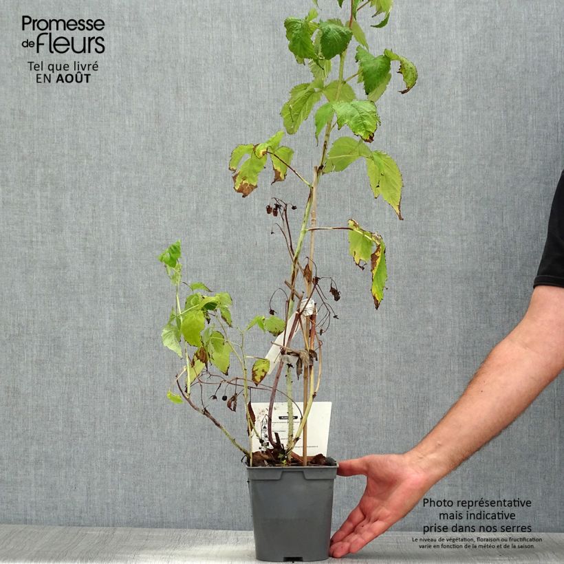 Raspberry Bella Aromatica (Everbearing) - Rubus idaeus 2L/3L pot sample as delivered in summer