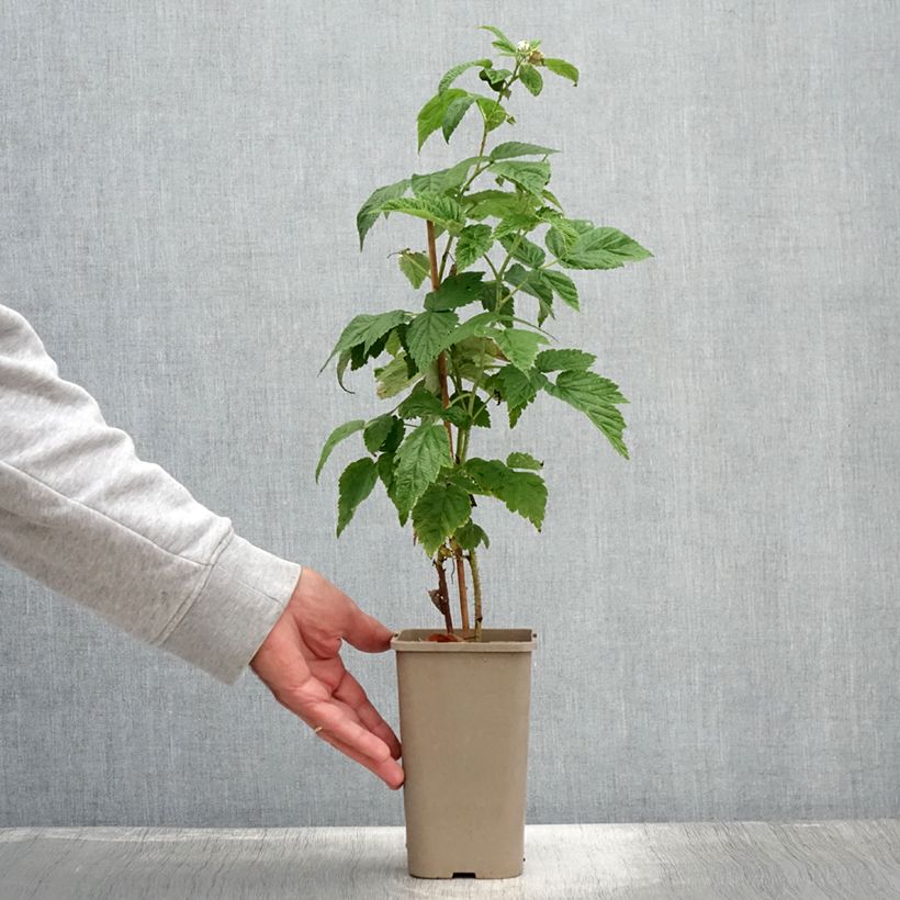 Raspberry Autumn Fleshy - Rubus idaeus 1.5L/2L pot, Clump sample as delivered in summer