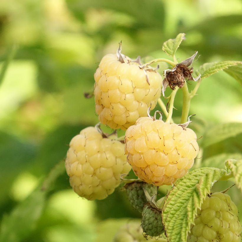 Raspberry Autumn Sun - Rubus idaeus (Harvest)