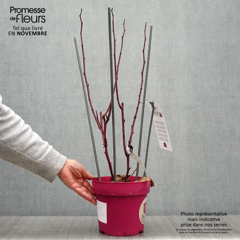 Rubus idaeus Raspbeary - Raspberry 4L/5L pot, Clump sample as delivered in autumn