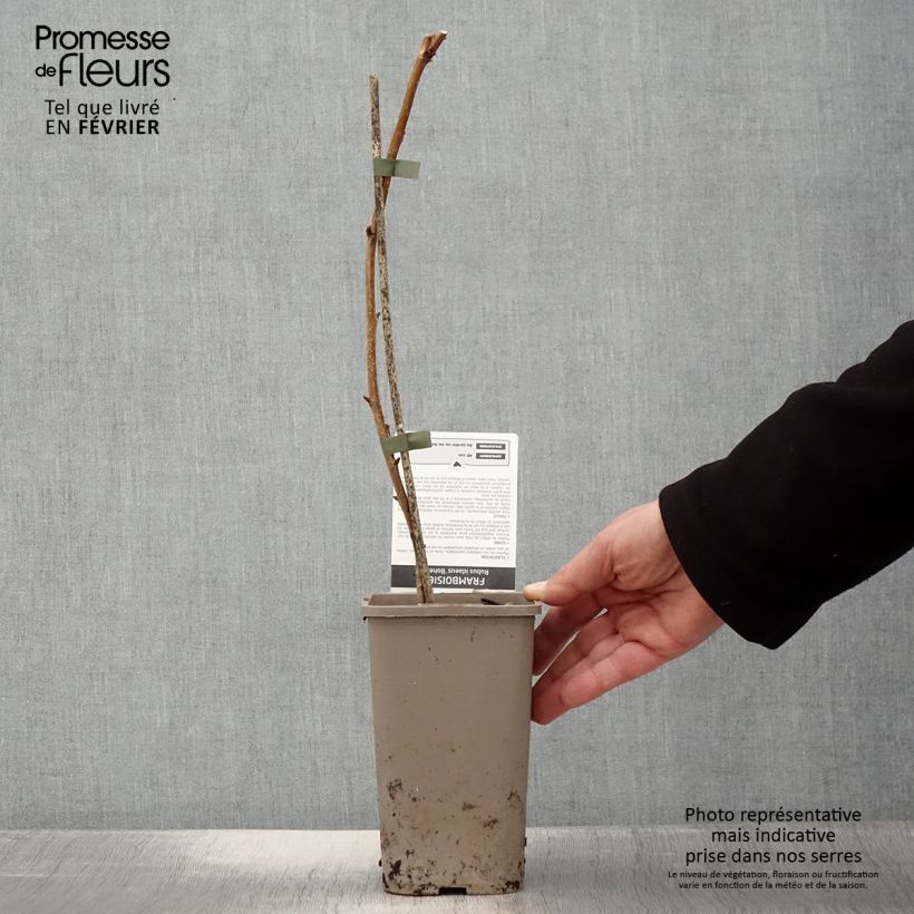 Rubus idaeus 'Bohème' 1.5L/2L pot, Clump sample as delivered in winter