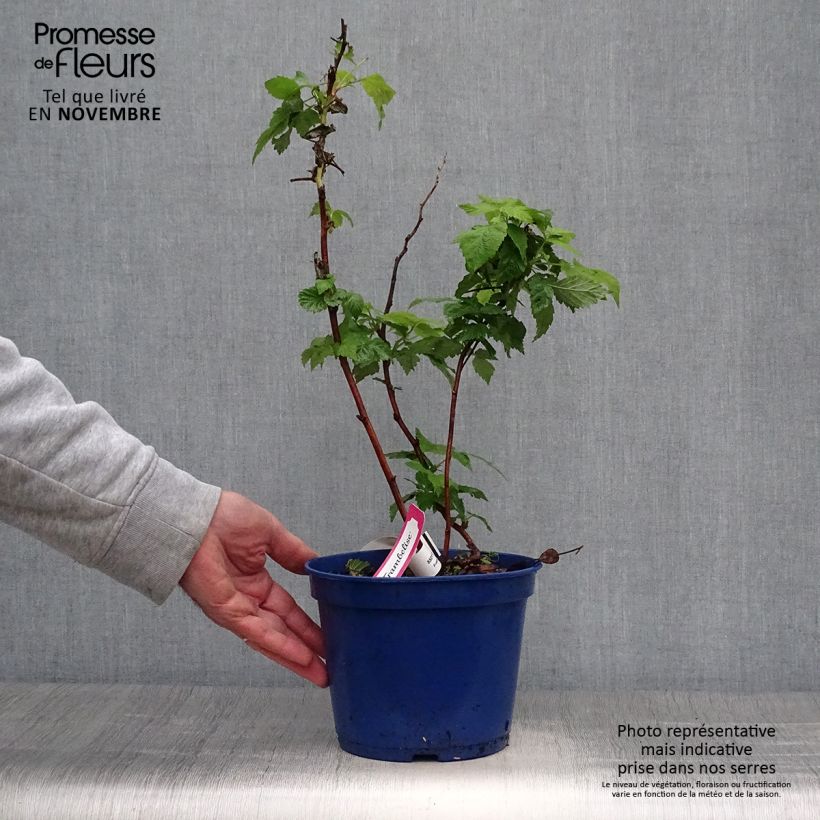 Raspberry Frambelise Everbearing) - Rubus idaeus 2L/3L pot, Clump sample as delivered in autumn
