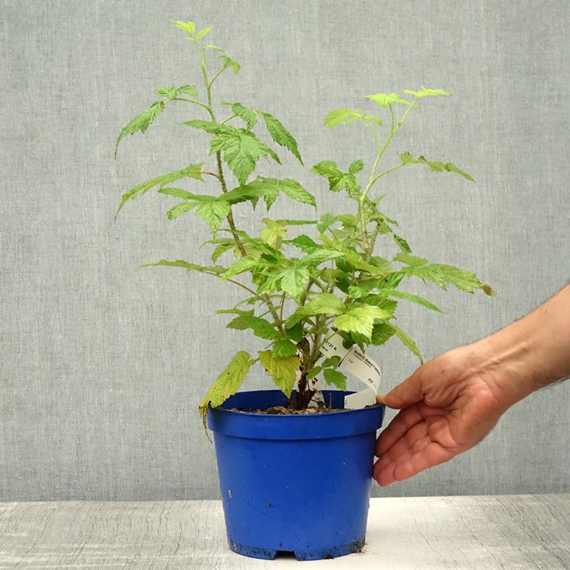 Raspberry Frambelise Everbearing) - Rubus idaeus 2L/3L pot, Clump sample as delivered in summer