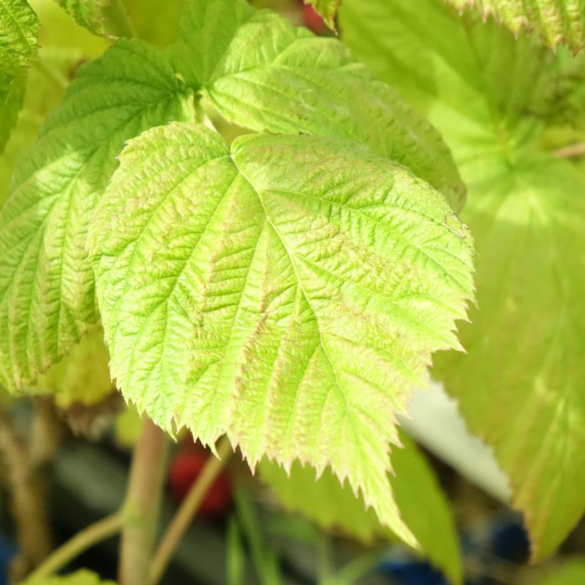 Raspberry Frambelise Everbearing) - Rubus idaeus (Foliage)