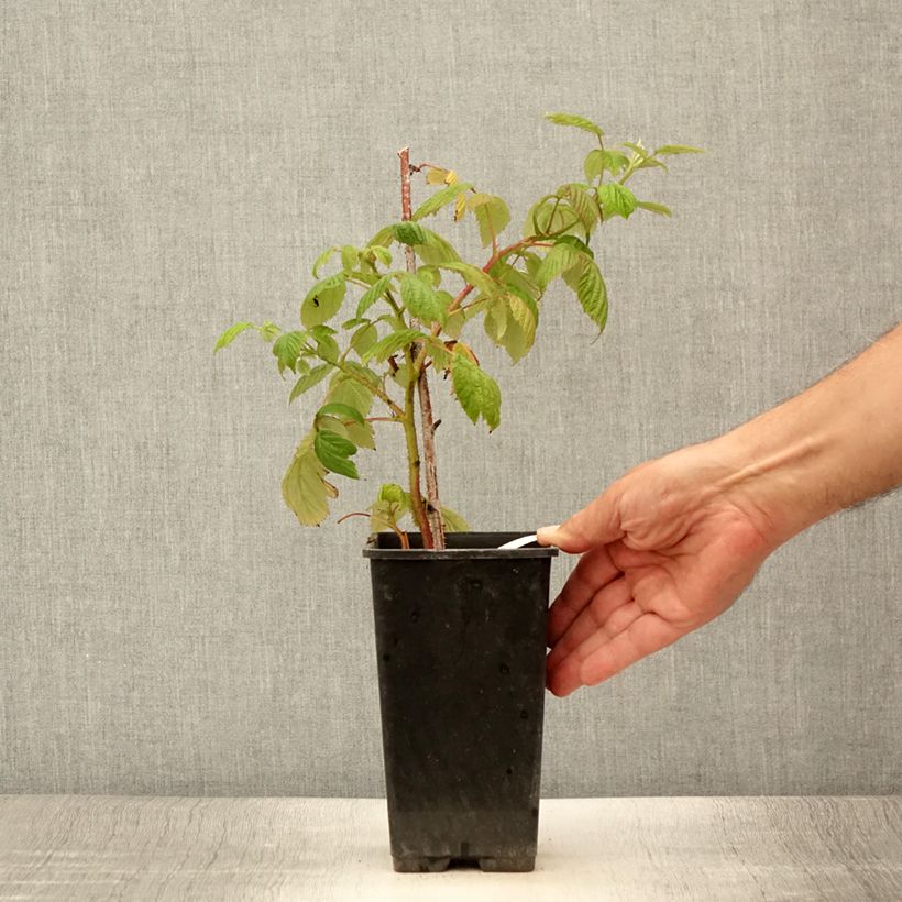 Raspberry Scepter - Rubus idaeus 1L/1.5L pot sample as delivered in summer
