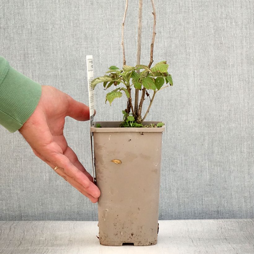 Raspberry Schlaraffia Plentiful - Rubus idaeus 1.5L/2L pot, Clump sample as delivered in summer